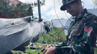 Satgas Yonif 509 Kostrad Berhasil Budidayakan Stroberi di Lahan Titik Kuat