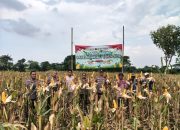 Polsek Kragilan Polres Serang melaksanakan kegiatan panen jagung Kuartal I di Kampung Sadang