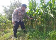 Dukung Ketahanan Pangan Nasional,Bhabinkamtibmas Polsek Rangkasbitung Polres Lebak Cek Tanaman Jagung Hibrida