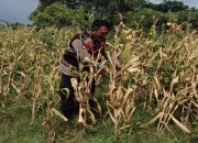 Bhabinkamtibmas Polsek Banyusari Bersama Petani Monitoring Pertumbuhan Tanaman Jagung