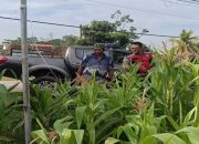 Bhabinkamtibmas Polsek Banyusari Bersama Petani Monitoring Pertumbuhan Tanaman Jagung